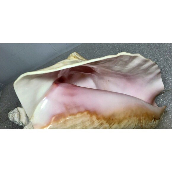 Large Natural Conch Shell 8.5” Pink Horned Seashell Beach Decor Pre-Owned - Picture 9 of 14